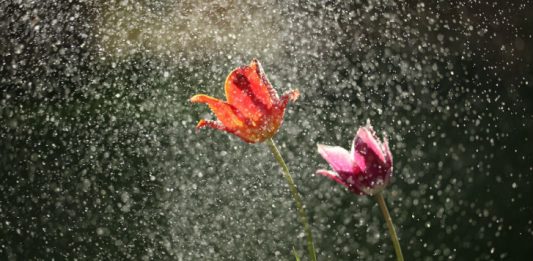April Rain Photo by michael podger on Unsplash