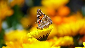 Alight Butterfly Image credit pixabay/donvikro