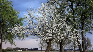 Fruit Tree Blossom April Image by Franz W. from Pixabay