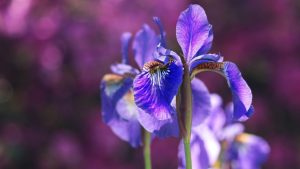 Accounting Seed Iris Image by S. Hermann & F. Richter from Pixabay