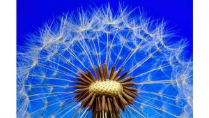 May Dandelion Image by My pictures are CC0. When doing composings: from Pixabay