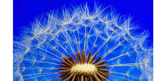 May Dandelion Image by My pictures are CC0. When doing composings: from Pixabay