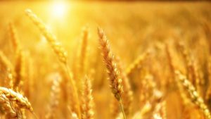 Summer 2020 Wheat Sun Sunshine Image by Bruno /Germany from Pixabay 