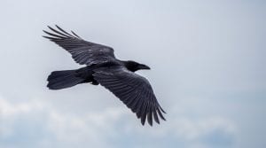 Bird Raven Intel Image by Wolfgang Heubeck from Pixabay