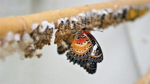 Butterfly KeyedIn Reveal Image by FotoRieth from Pixabay