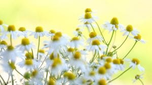 Summer Chamomile June Image by Stefanie Haller from Pixabay