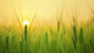 Barley field July Image by kangbch from Pixabay