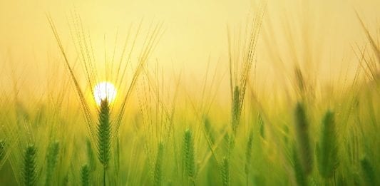 Barley field July Image by kangbch from Pixabay