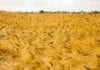 News from the week beginning August 17 2026 Field Gold Summer August Image by Дмитрий Макаров from Pixabay