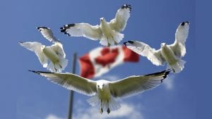 Levio Gulls Canada Flies Image by Frank Winkler from Pixabay 