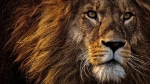 Lion Image by Alexas_Fotos from Pixabay 