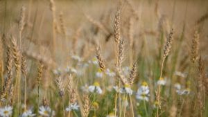 Wheat August Image by Alexey Kuzmin from Pixabay 