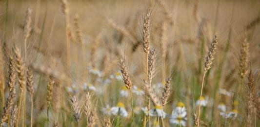 Wheat August Image by Alexey Kuzmin from Pixabay
