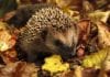 News from the week beginning 28th September 2026 Hedgehog September Image by monicore from Pixabay