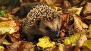 Hedgehog September Image by monicore from Pixabay 