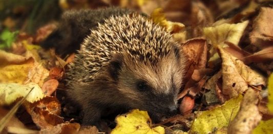 Hedgehog September Image by monicore from Pixabay