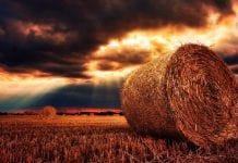 News from the week beginning 7th September 2026 Nature Harvest September Image by My pictures are CC0. When doing composings: from Pixabay