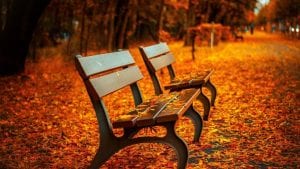 Bench Leave Fall Image by Pepper Mint from Pixabay