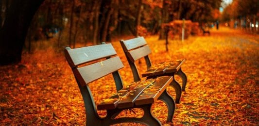 Bench Leave Fall Image by Pepper Mint from Pixabay