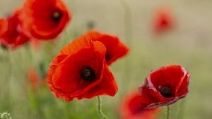 November Poppy Remembrance Day Image by Kevin Graham from Pixabay