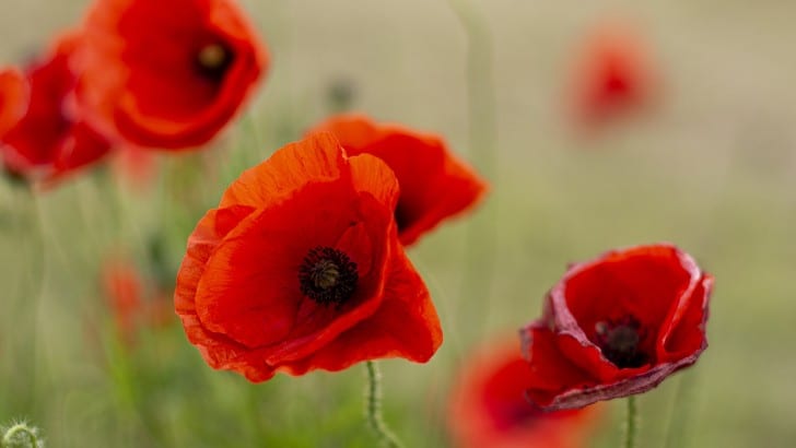 How the Poppy is changing in 2023 - Innovation of the Poppy
