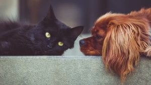 Dog Cat Image by StockSnap from Pixabay