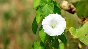 Is Trickbot - the bindweed of malware? (Image Credit: Couleur from Pixabay)