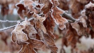 February Frost Leaves Oak Image by _Alicja_ from Pixabay