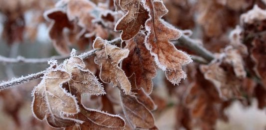 February Frost Leaves Oak Image by _Alicja_ from Pixabay