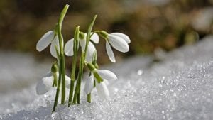 Spring Snowdrops Image by sunflair from Pixabay