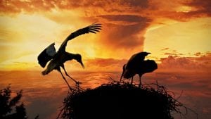 Stork Dawn Image by Mabel Amber from Pixabay