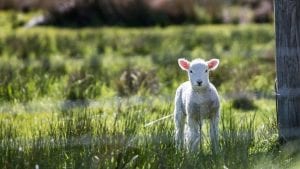 Lamb March Image by Free-Photos from Pixabay