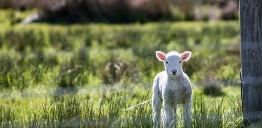 Lamb March Image by Free-Photos from Pixabay