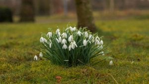 Snowdrop March Image by Karsten Paulick from Pixabay