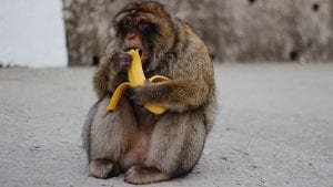 Guardicore gives Zero Trust to Infection Monkey (Image Credit: Audronė Locaitytė on Unsplash)