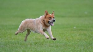 Australian Cattle Dog Image by Charlotte Yealey from Pixabay 