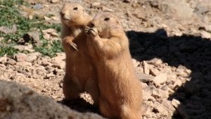 Prairie dog two double Image by Myriams-Fotos from Pixabay 