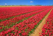 News from the week beginning 22nd April 2024 Tulip Field April Image by Filio from Pixabay