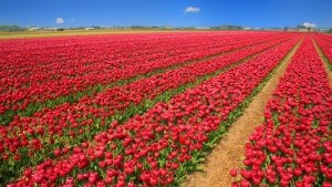 Tulip Field April Image by Filio from Pixabay