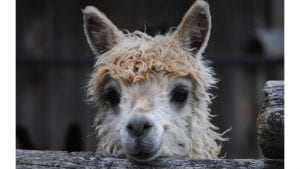 Llama Image by Suzanne Sudekum from Pixabay 