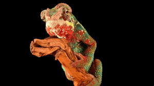 SUSE Chameleon Image by Free-Photos from Pixabay 