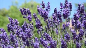 week beginning 14th June - Lavender Image by Izabella Lepsényi from Pixabay 