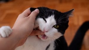 Cat hand bite Photo by Crina Doltu from Pexels