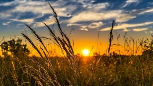 Wheat Summer July Image by FelixMittermeier from Pixabay