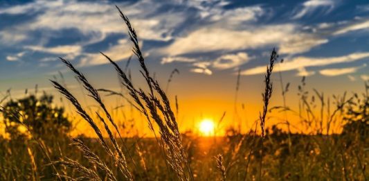 Wheat Summer July Image by FelixMittermeier from Pixabay