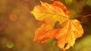 Leaf Heart Fall Image by Rebekka D from Pixabay