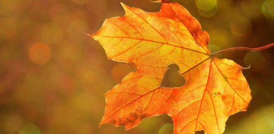 Leaf Heart Fall Image by Rebekka D from Pixabay