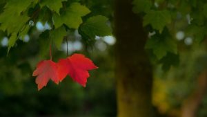 September - Fall - Image by Rudy and Peter Skitterians from Pixabay