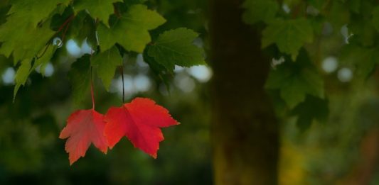September - Fall - Image by Rudy and Peter Skitterians from Pixabay