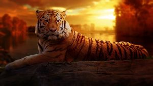 Tiger Image by 1980supra from Pixabay 